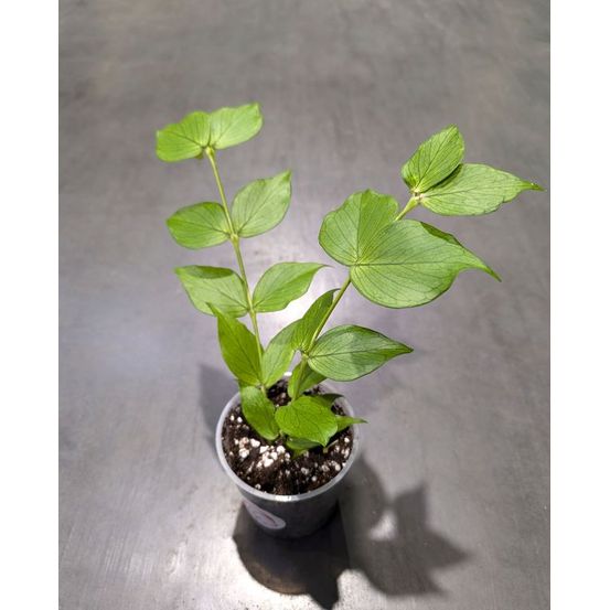 Hoya polyneura - hoya queue de poisson d. 9cm h. 15cm - plante d'intérieur