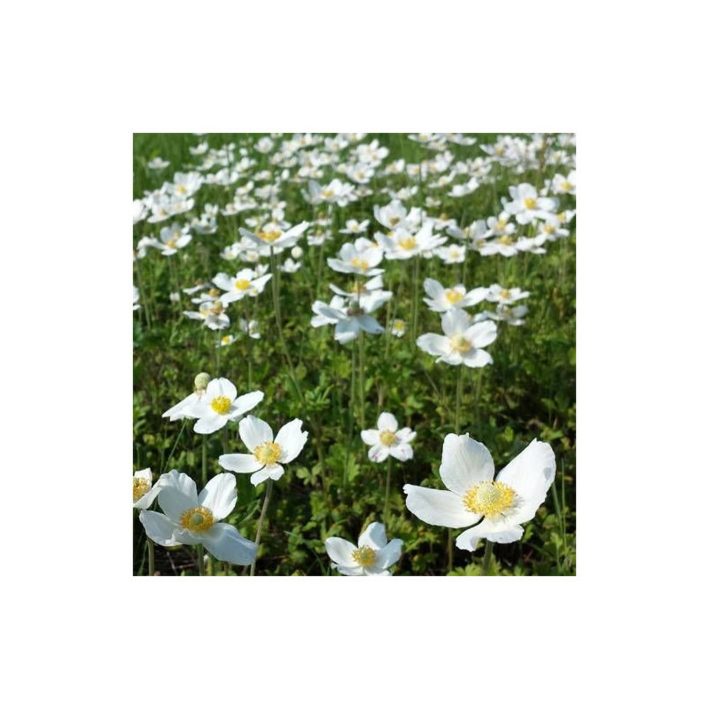 Anémone palmée godet - 5/20 cm