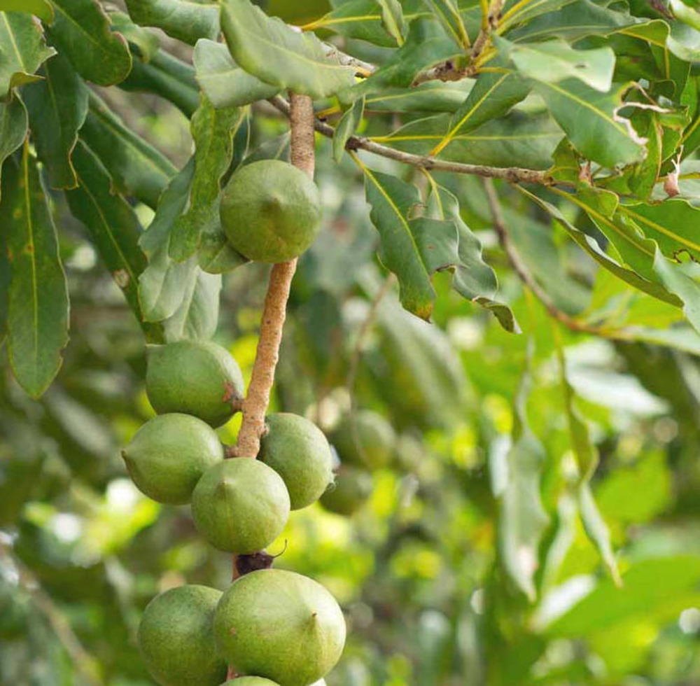 Macadamia intégrifolia (noix de macadamia) pot de 25l - 140/160cm