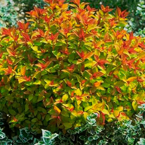 Spirée du japon magic carpet® 'walbuma', spiraea pot de 7,5l - 40/60 cm