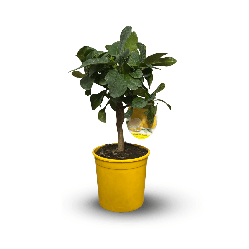 Citronnier limon - citrus limon - agrume méditerranéen - arbre fruitier - ↕ 35-40 cm - ⌀ 15 cm