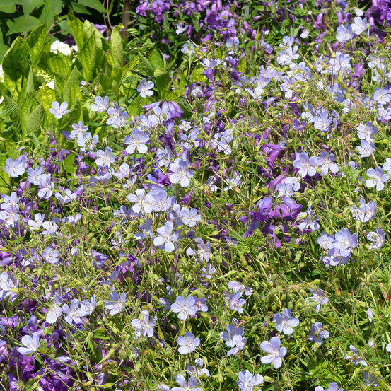 Géranium vivace 'blue cloud' pot de 2l/3l