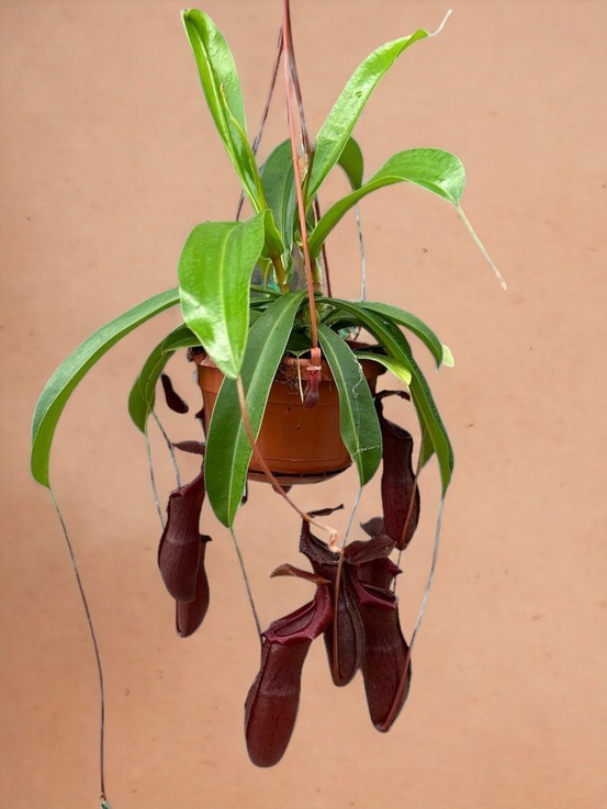 Nepenthes monkey jars bill plante carnivore