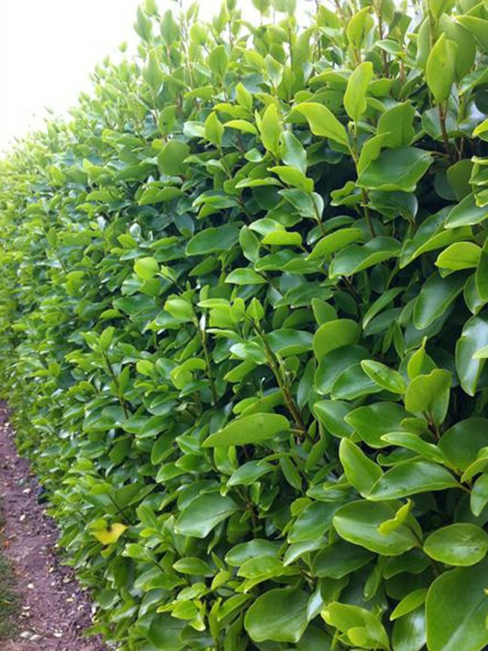 Griselinie du littoral pot de 2l/3l