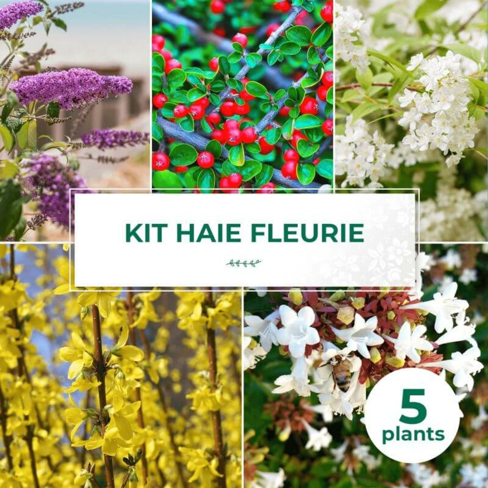 Kit haie fleurie - 5 jeunes plants - 5 jeunes plants : taille 20/40cm
