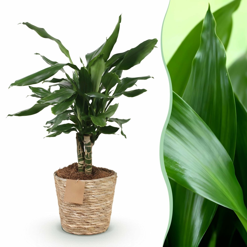Dracaena fragrans steudneri – pot 17 cm – hauteur 50-55 cm