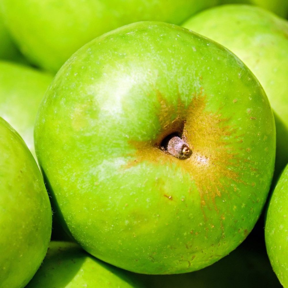 Pommier granny smith pot de 15l - double u - 150/175 cm