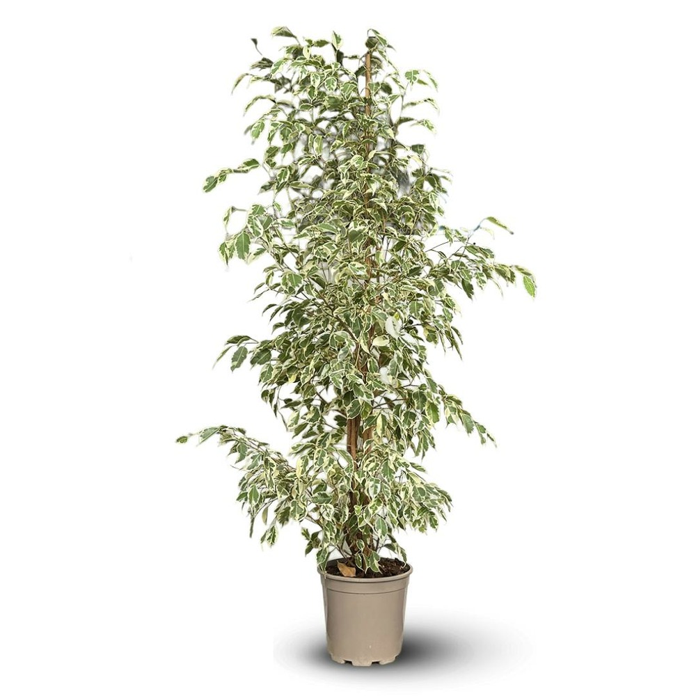 Ficus benjamina - twighlight - ↕ 100-110 cm - ⌀ 21 cm - plante d'extérieur