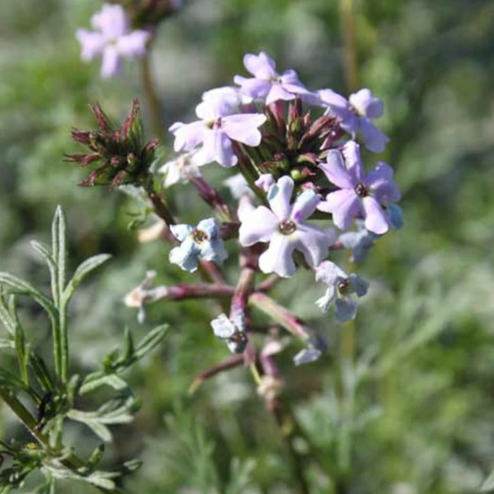 Verveine tenuisecta lot de 5 godets