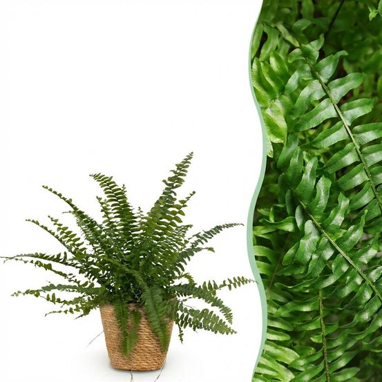 Nephrolepsis exaltata green lady - pet-friendly - pot de 12cm - hauteur 25-30cm - plantes d'intérieur