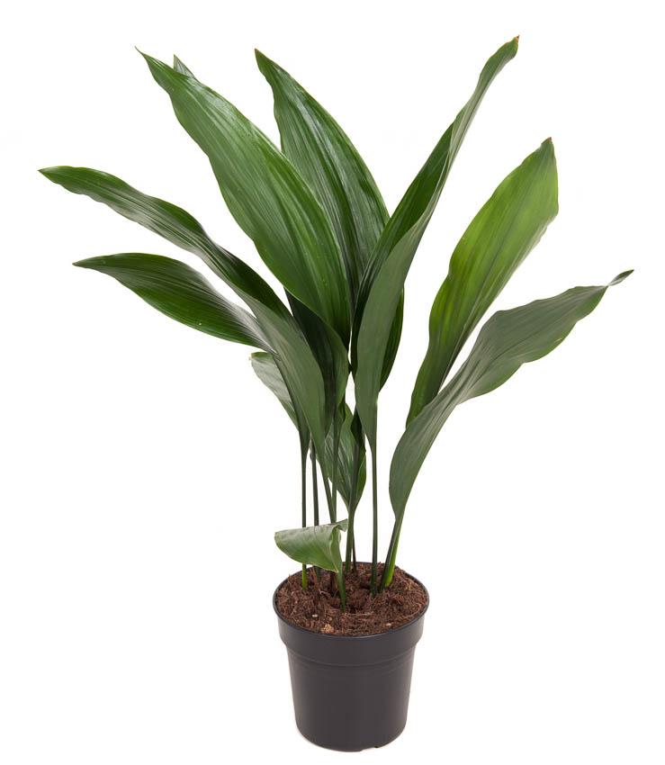 Plante d'intérieur - aspidistra elatior 70.0cm