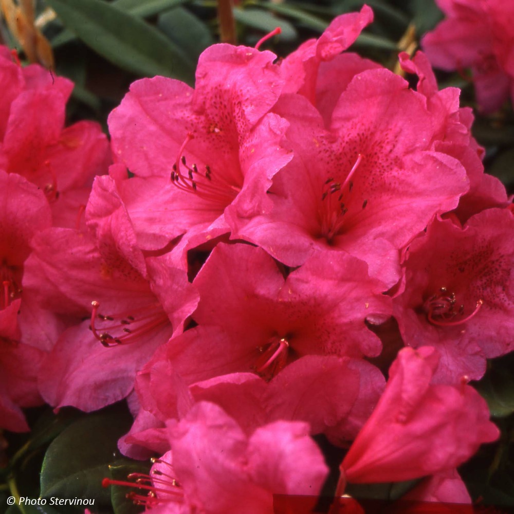Rhododendron 'anna rose whitney' pot de 4l/5l