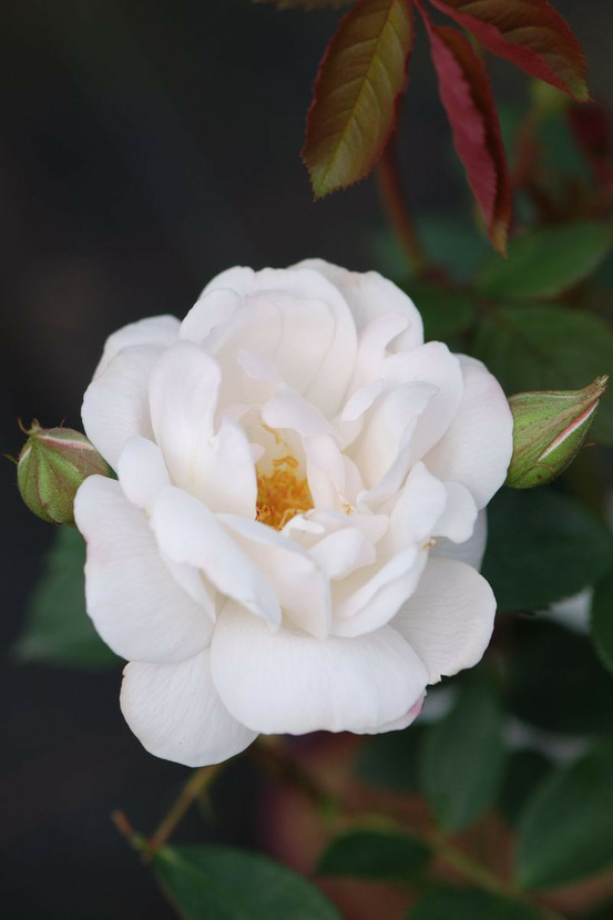 Rosier david austin 'desdemona' ? - en pot de 5 litres