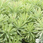 Euphorbia x martinii 'ascot rainbow'®:pot 4l
