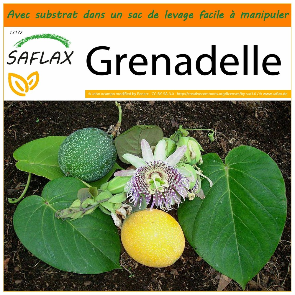 Garden in the bag - grenadelle - 20 graines - passiflora ligularis