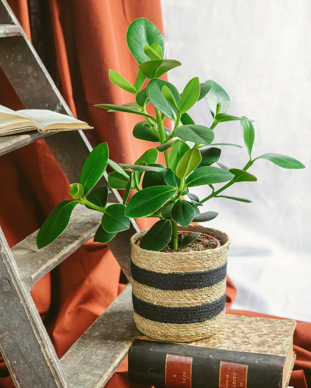 Clusia princess 60cm - plante d'intérieur