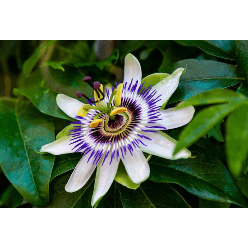Passiflore / maracujá-fruit de la passion en pot 14 cm 3 litres 60 à 70 cm
