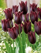 10 tulipes à longues tiges havran, le sachet de 10 bulbes / circonférence 11-12cm