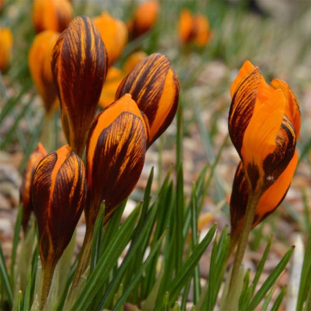 Crocus 'orange monarch' bulbe calibre 5+ (par 15)