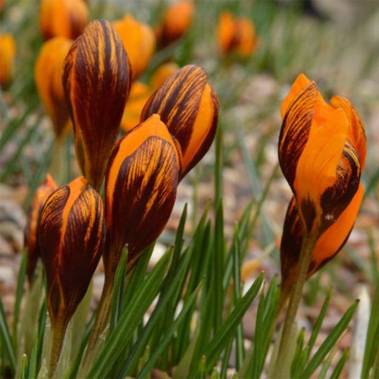 Crocus 'orange monarch' bulbe calibre 5+ (par 15)