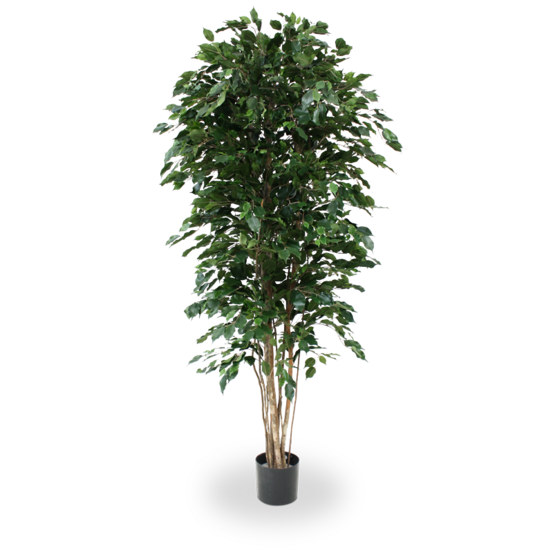 Ficus exotica deluxe arbre artificielle de 210 cm vert