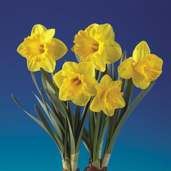 Narcisse multiflore 'double gold medal' bulbe calibre 14/16 (par 5)