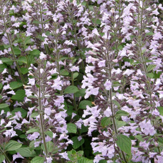 6 x petit calament 'blue cloud - calamintha nepeta 'blue cloud' - godet 9cm x 9cm