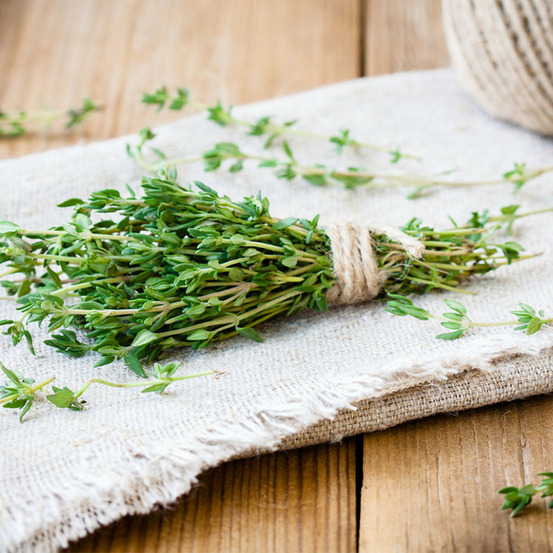 Plant thym commun pépinière pot 1,5l