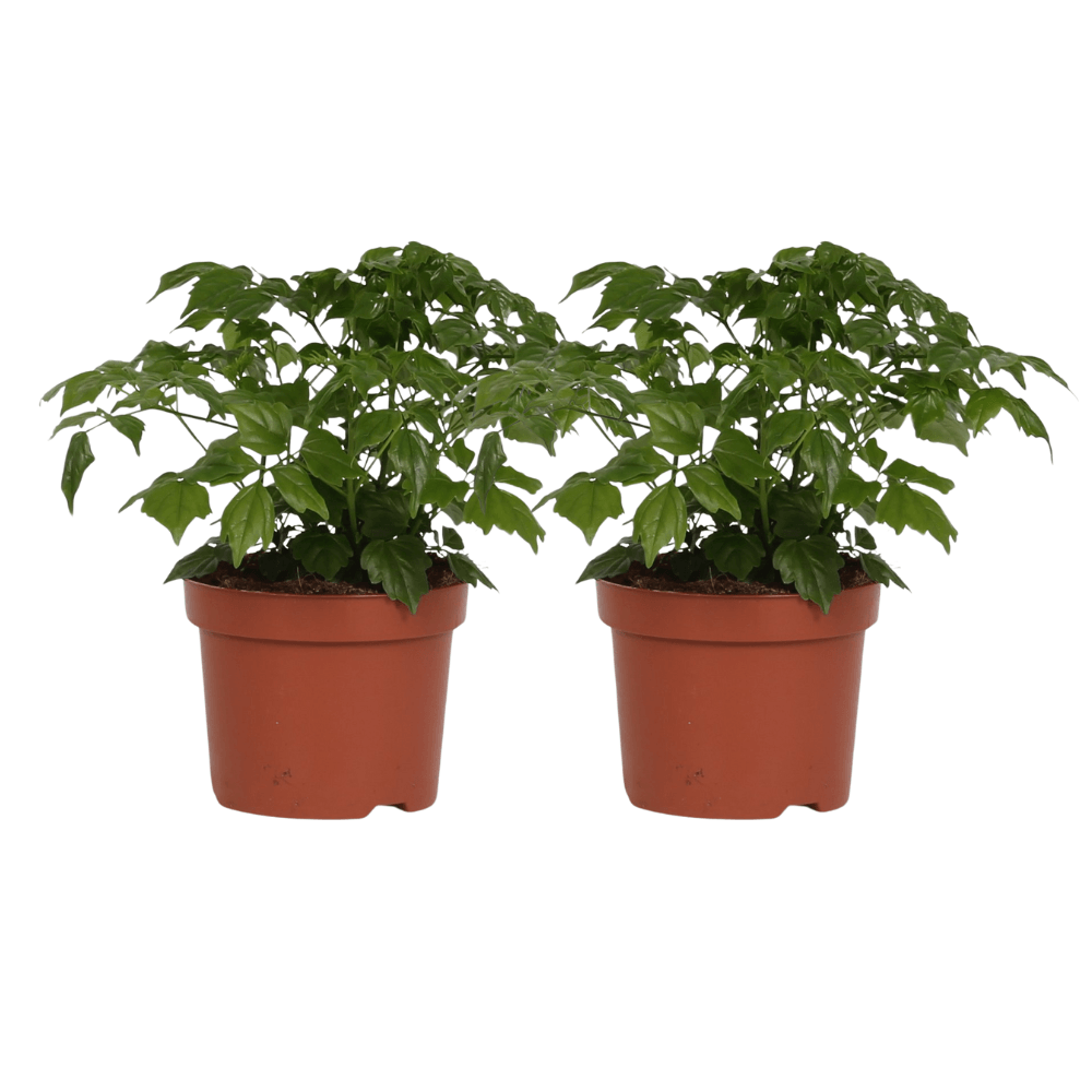 Rademachera sinica - 2 pièces - ø12cm - ↕27cm - plantes d'intérieur