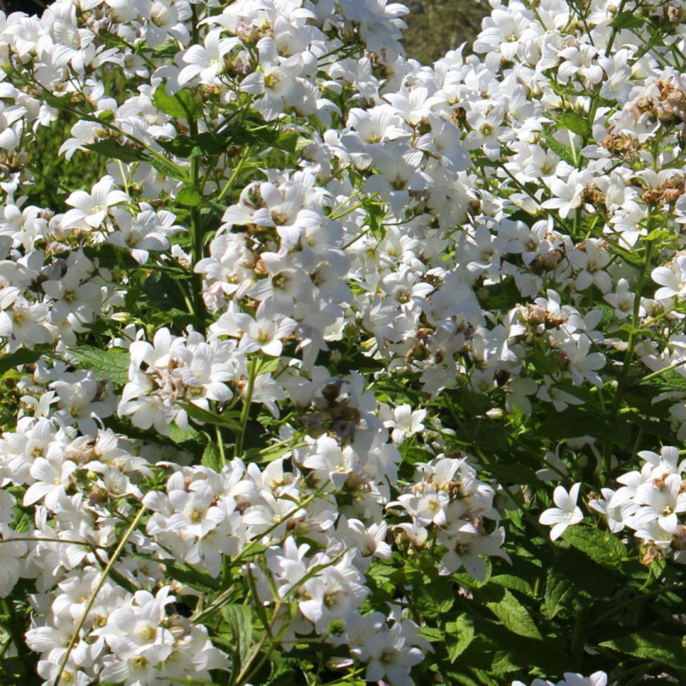 Phlox paniculata david - 10 cm godet de 9 cm - blanc