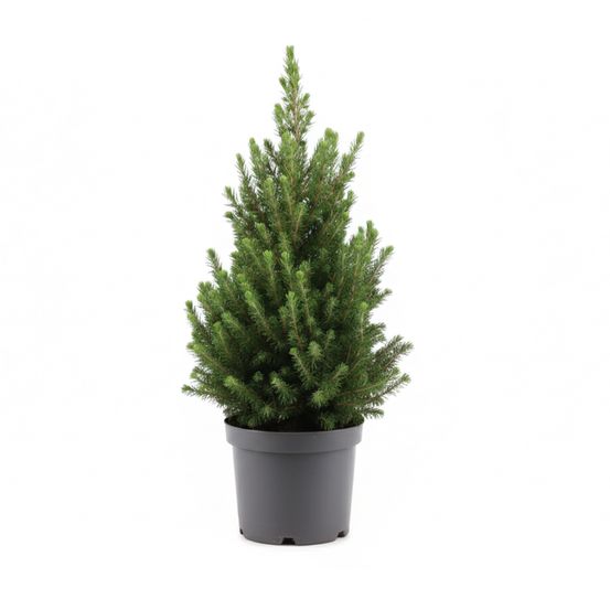 Picea glauca december - mini sapin de noël - épicéa nain - décoration de noël - h. 40-60 cm