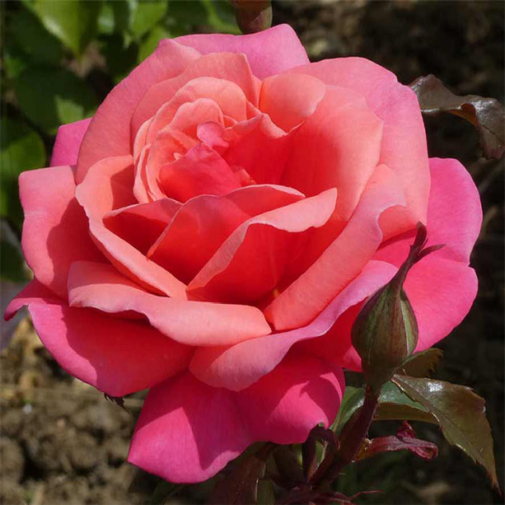 Rosier buissonnant jardins & sante® evewinouet racines nues