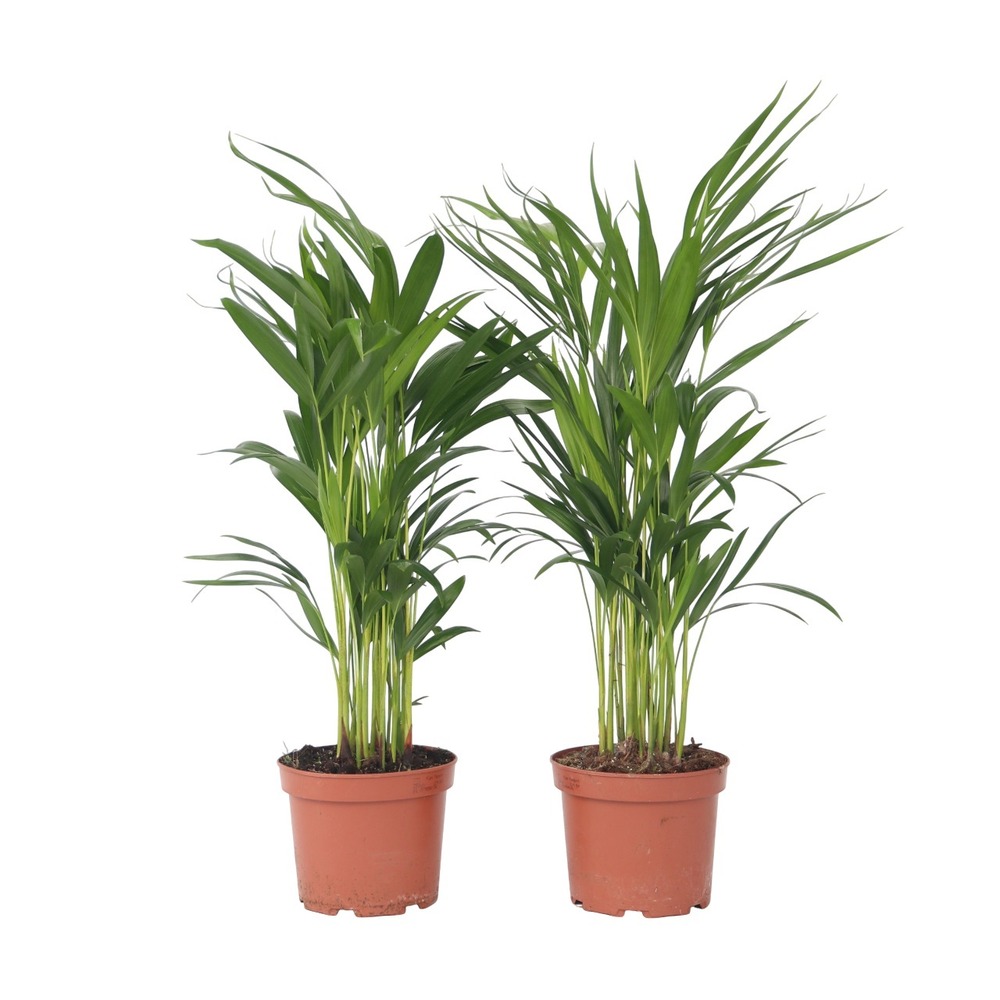 Palmier areca - set de 2 - dypsis lutescens - hauteur 60-70cm - ⌀17cm