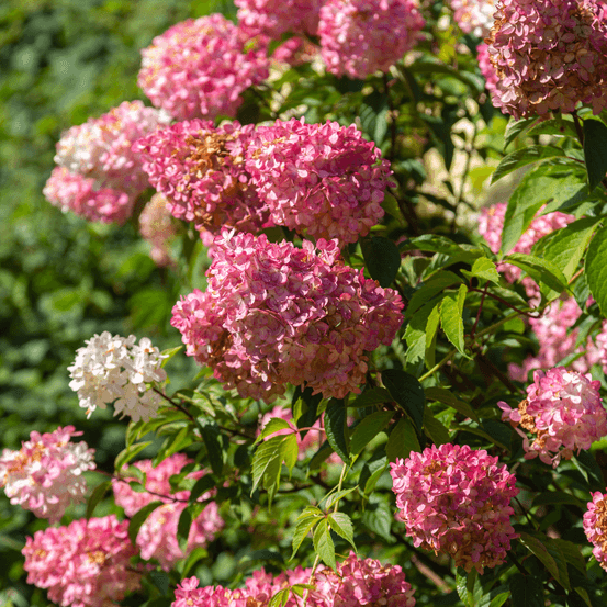 Hortensia paniculata fraise melba - hydrangea paniculata fraise melba 30/40 cm pot 3l