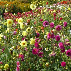 Dahlia variabilis 'pompon mix' le sachet de 50 graines environ (0,6g)