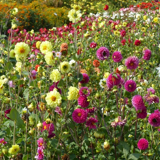 Dahlia variabilis 'pompon mix' le sachet de 50 graines environ (0,6g)