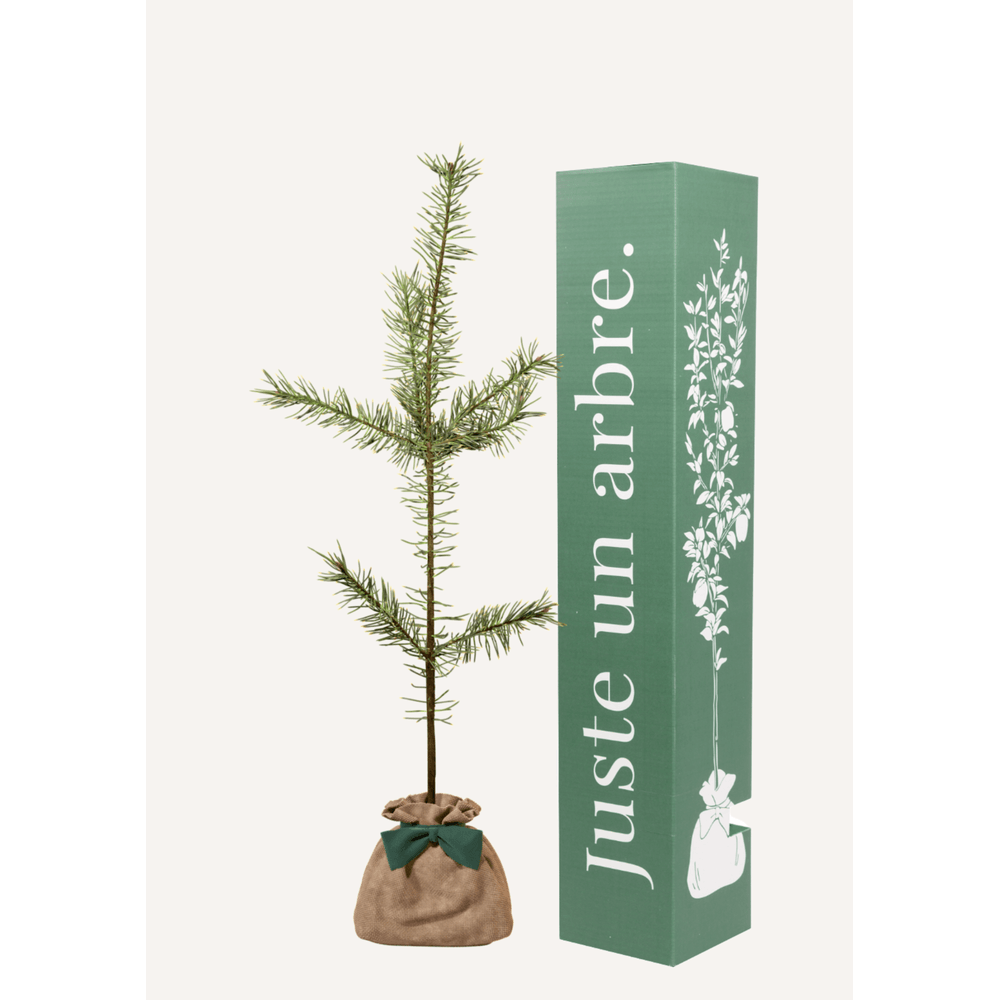 Pin sylvestre | offrez un arbre pour célébrer les grands moments de vie (naissance, mariage). Un cadeau unique.