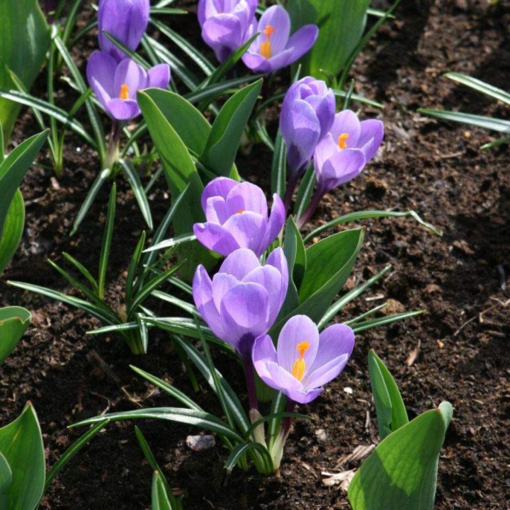 Crocus 'grand maître' bulbe calibre 8+ (par 25)