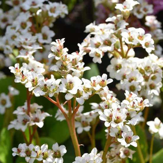 6 x bergenia 'bressingham white' - bergenia 'bressingham white' - godet 9cm x 9cm