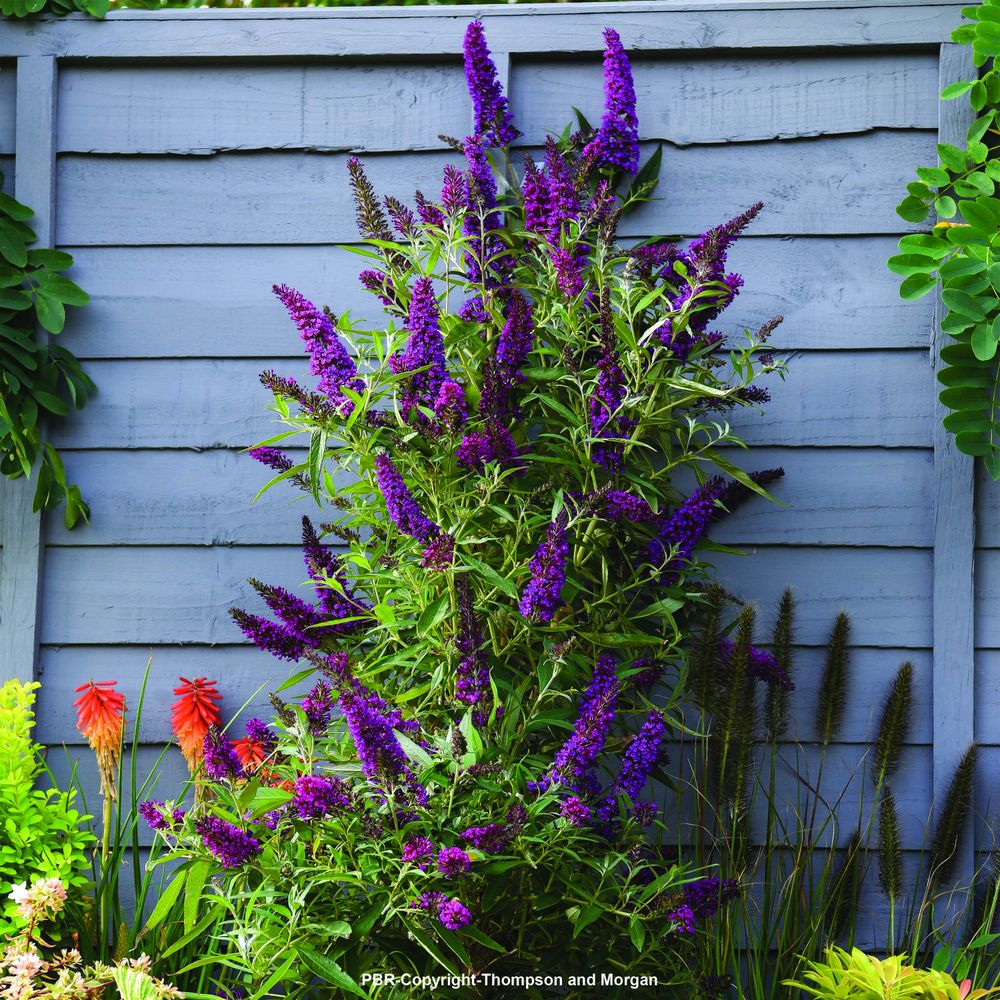 Arbre aux papillons 'butterfly towe' pot de 4l/5l