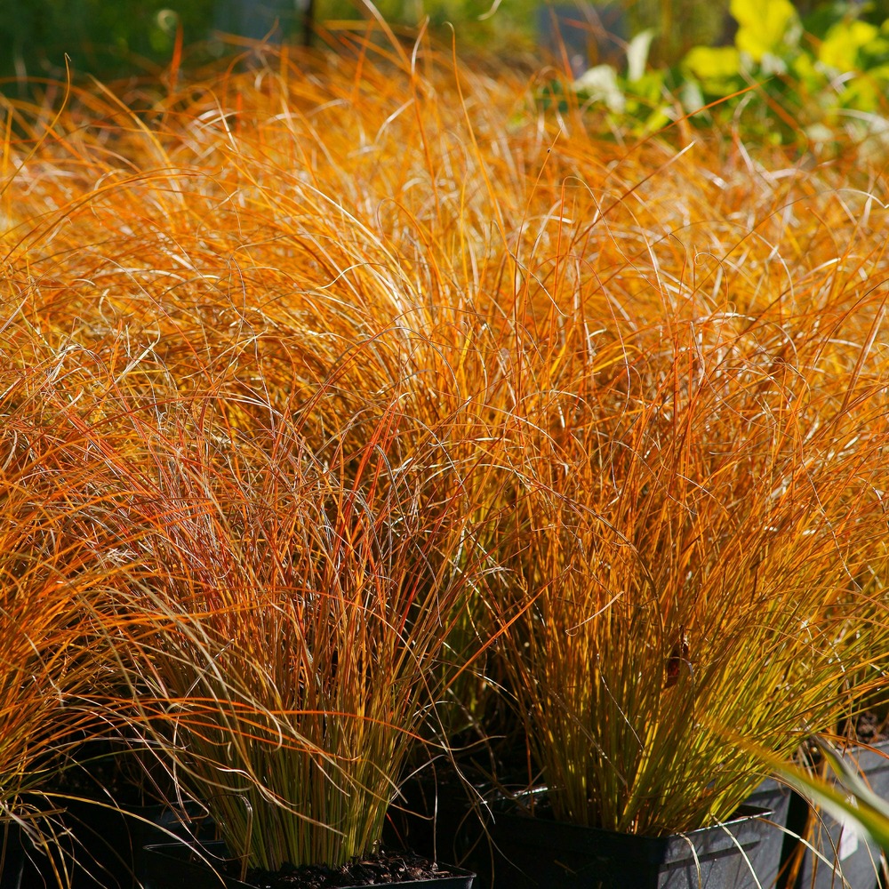 Laîche orange prairie fire - carex - le pot / ø 9cm