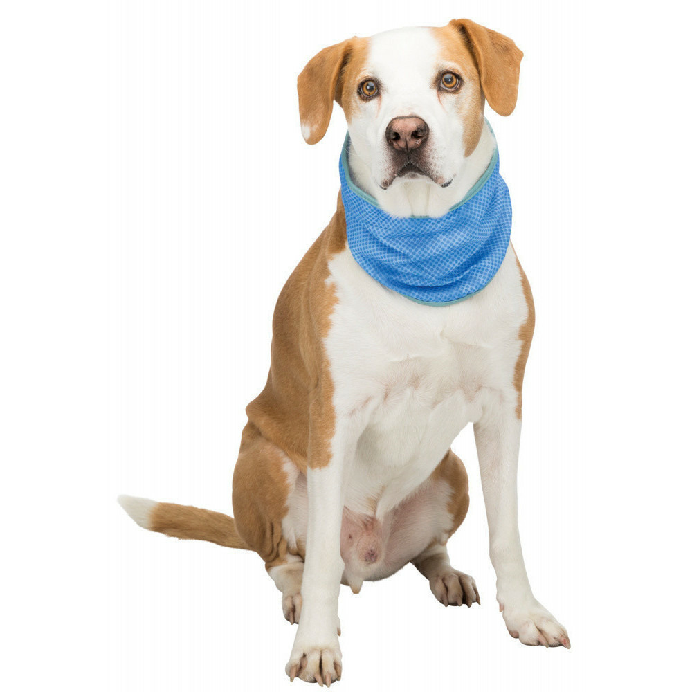 Bandana rafraîchissant xl : 47-57 cm bleu pour chien