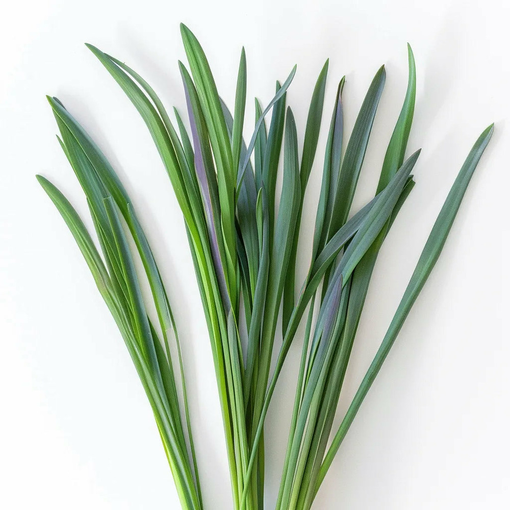 250 graines de ciboulette à feuilles larges - semisauvage permaculture