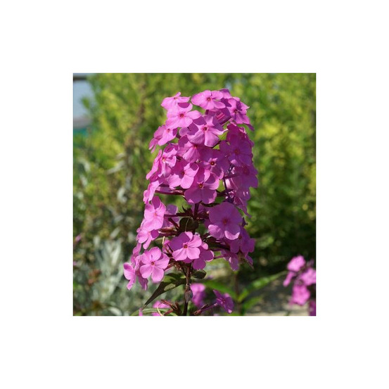 Phlox maculé alpha lot de 5 godets