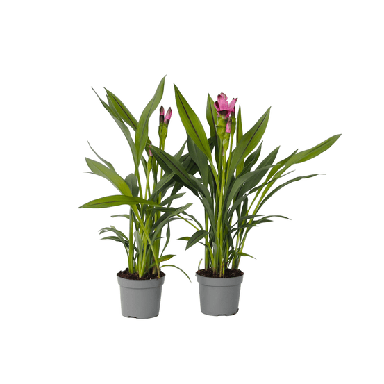 Plante tropicale - set de 2 - curcuma 'siam splash' - hauteur 40-60cm - ⌀13cm