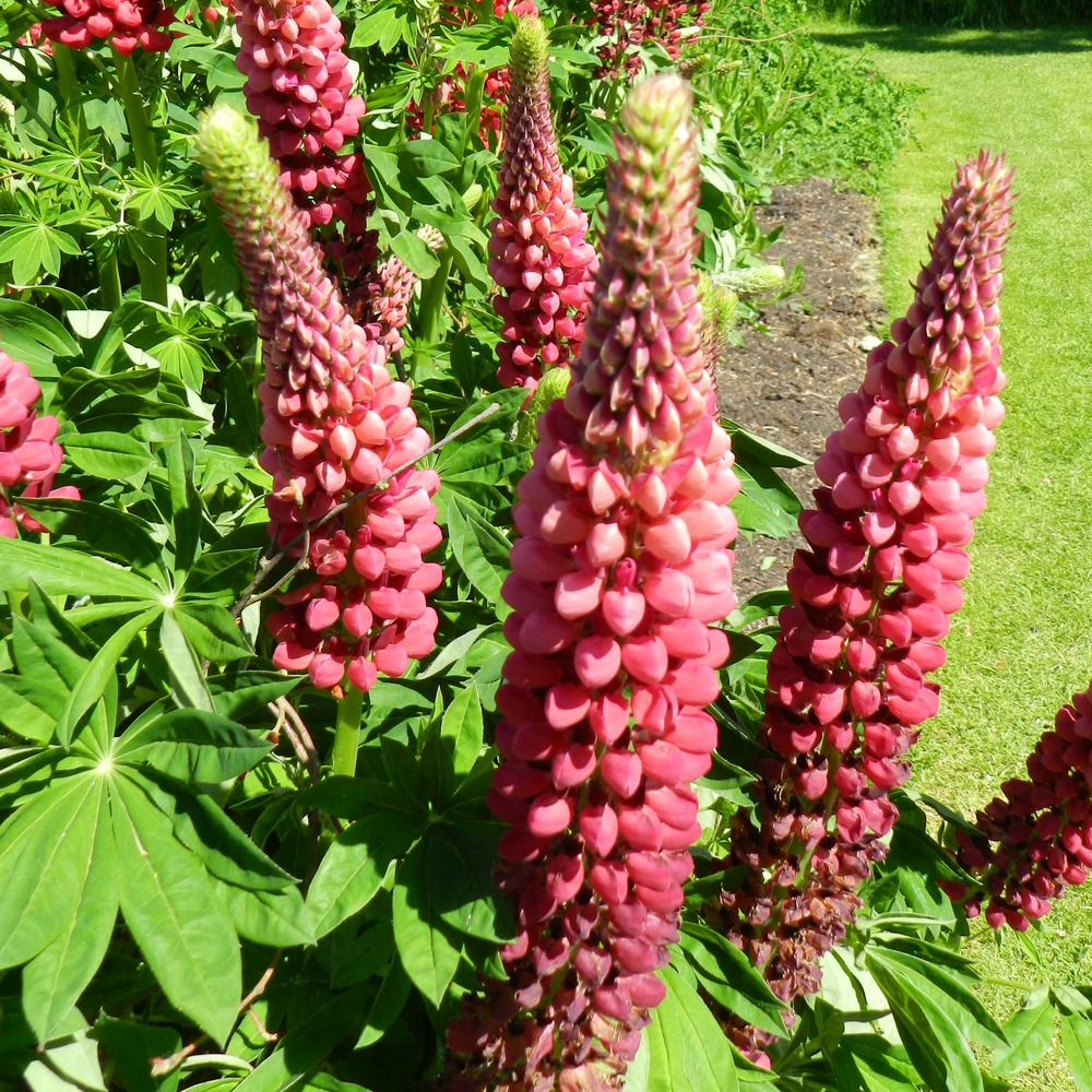 Lupin 'mon château' godet de 7/8 cm