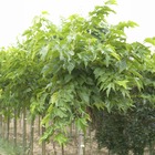 Mûrier à grandes feuilles, le pot / 2l / hauteur livrée 60-80cm