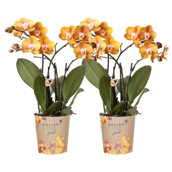 Lot de 2 orchidées phalaenopsis orange - fleurs multiflores cm - plante d'intérieur