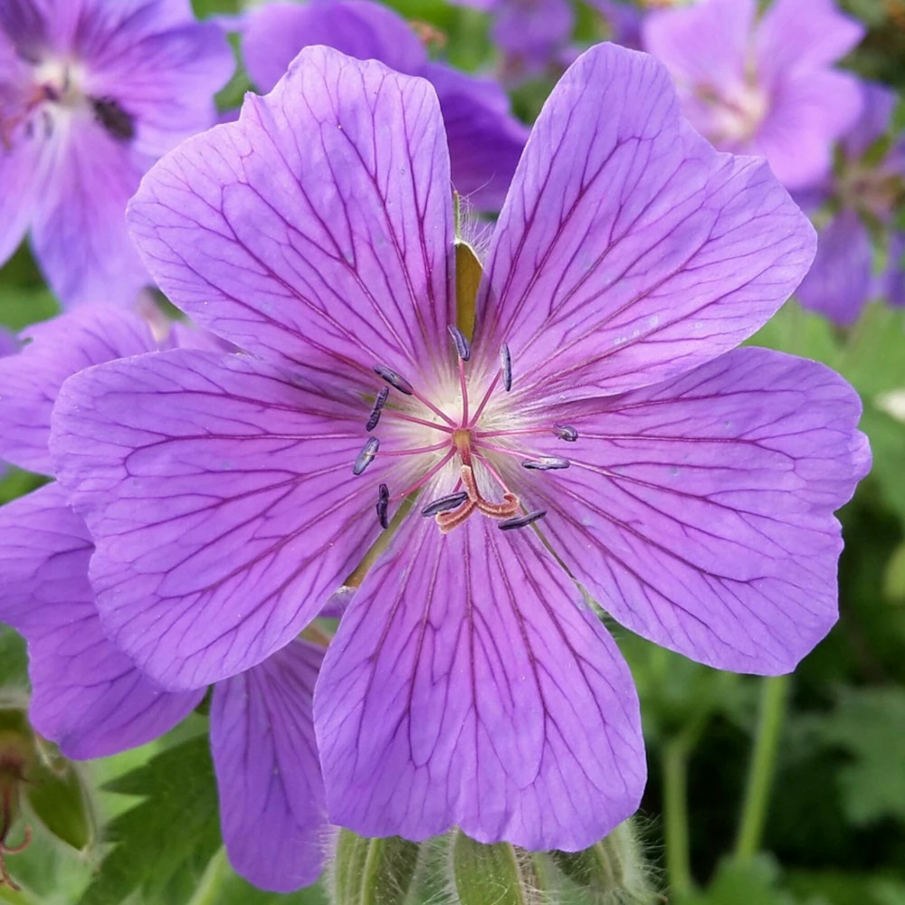 Géranium vivace terre franche lot de 9 godets