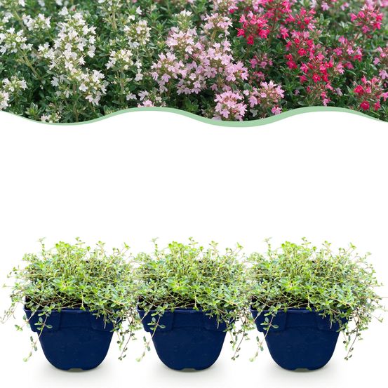 Thym couvre-sol en mélange de coloris - 6 plants - h 15-25 cm, pot ø11 cm